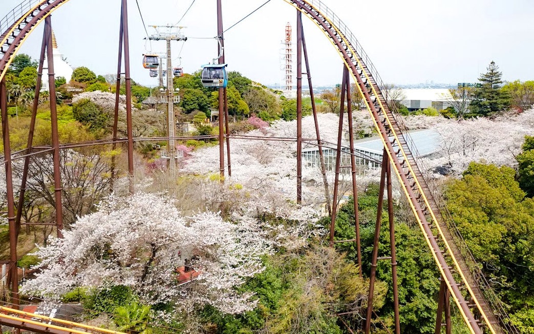 Roller coaster tracks and ropeway amid cherry blossoms at Yomiuriland, Tokyo, Japan.