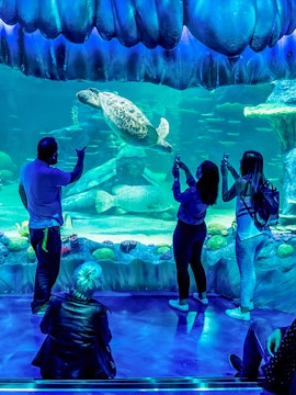 Visitors observing a sea turtle at SEA LIFE Sydney aquarium.