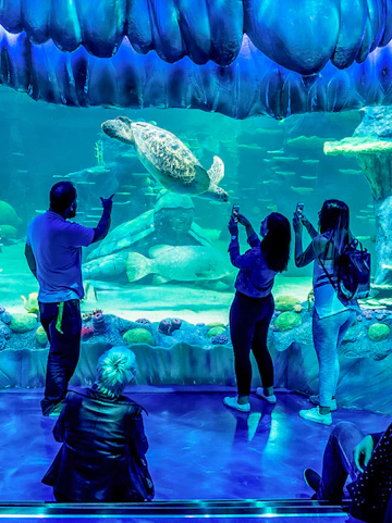 Visitors observing a sea turtle at SEA LIFE Sydney aquarium.