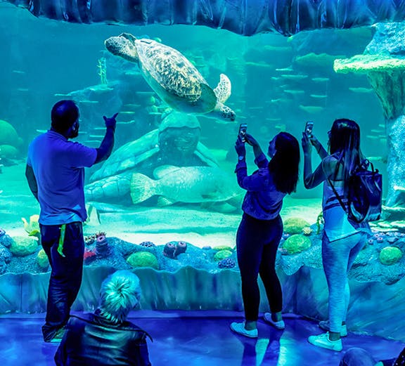 Visitors observing a sea turtle at SEA LIFE Sydney aquarium.