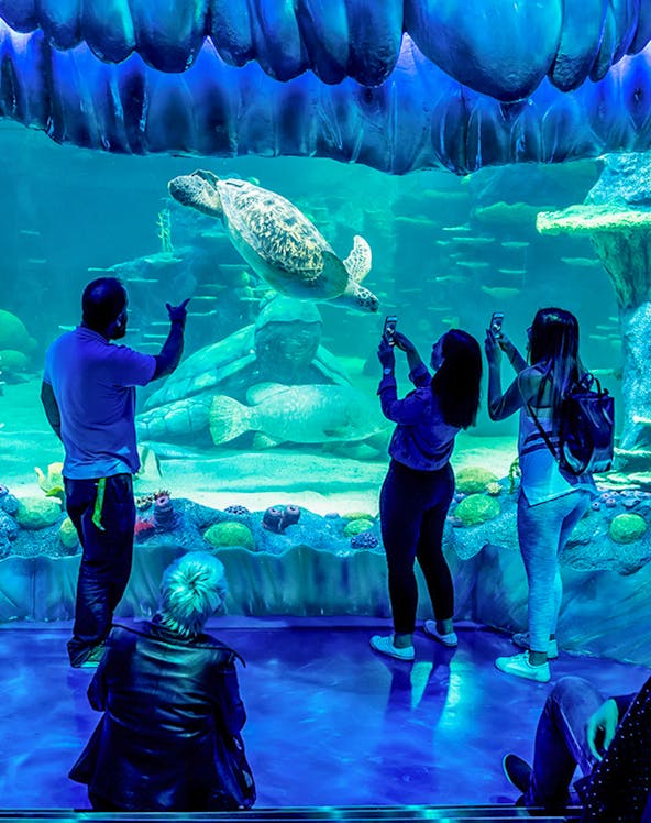 Visitors observing a sea turtle at SEA LIFE Sydney aquarium.