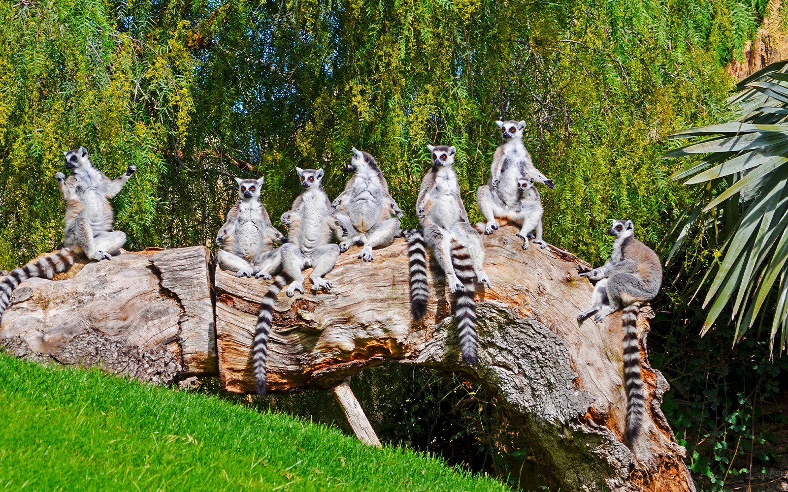 Lemurs sitting on a log at Bioparc Valencia.