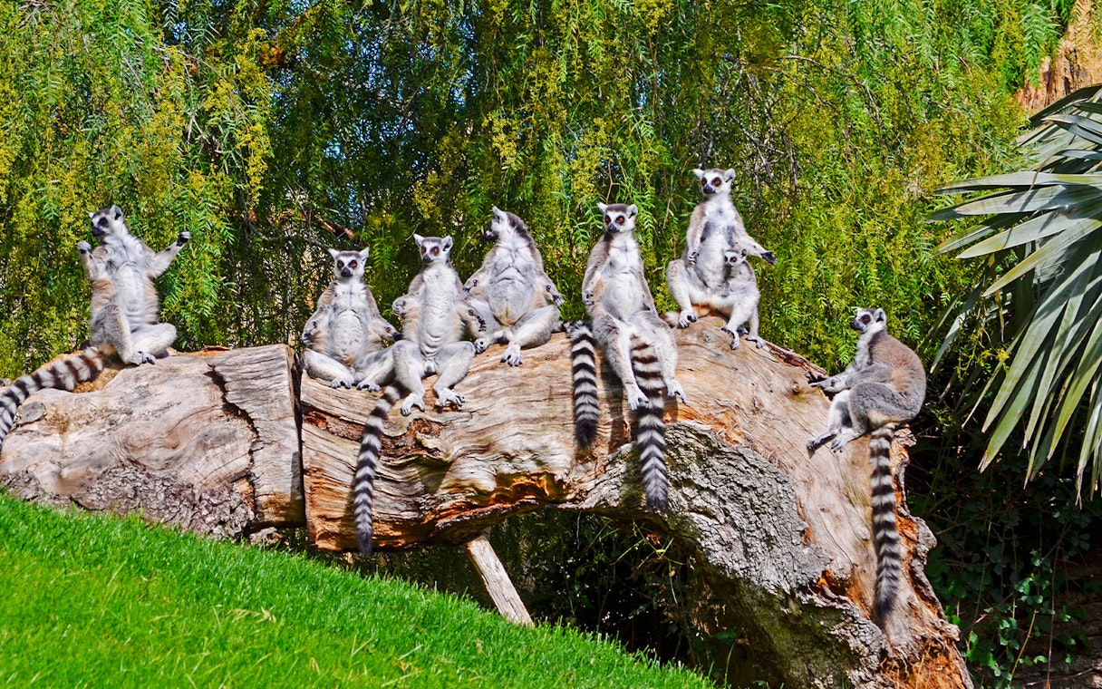 Lemurs sitting on a log at Bioparc Valencia.