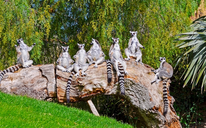 Lemurs sitting on a log at Bioparc Valencia.