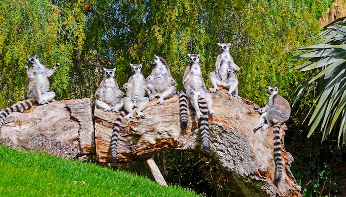 Lemurs sitting on a log at Bioparc Valencia.