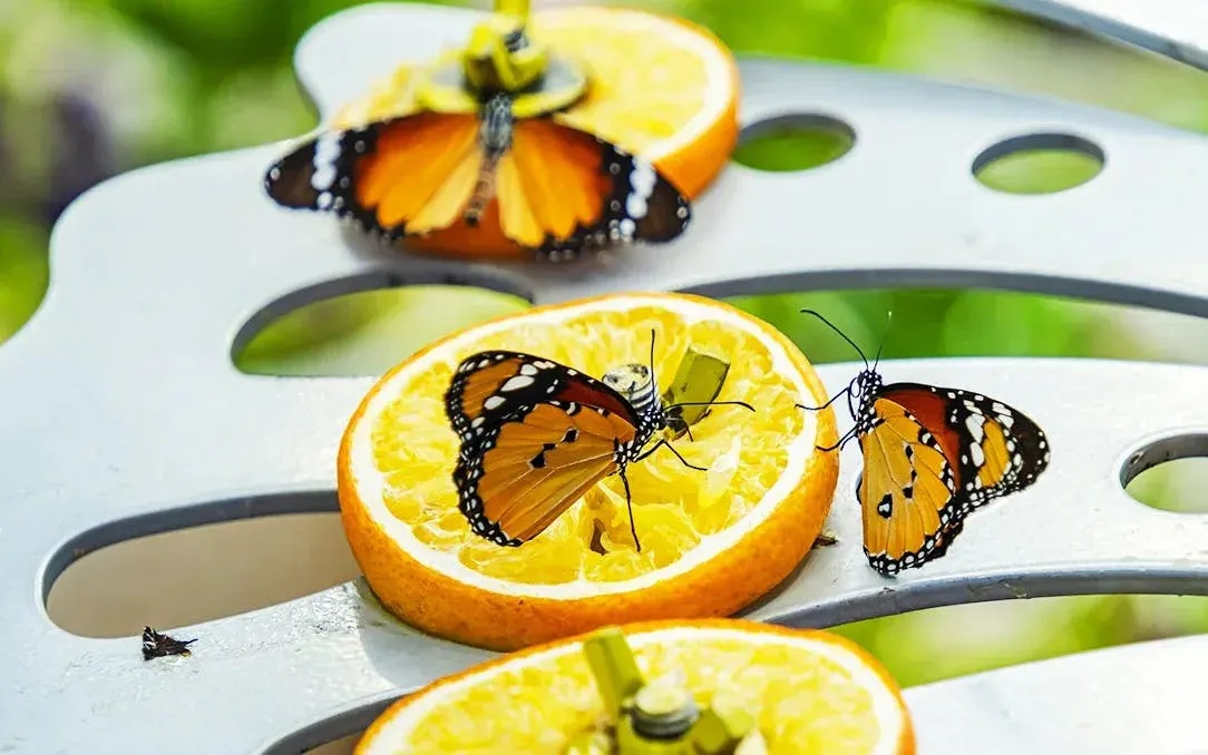 The Butterfly Gardens Abu Dhabi Entry Ticket