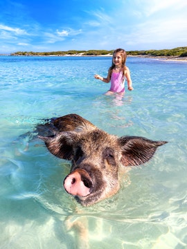 Tourist girl observing swimming pig in Exuma, Nassau, The Bahamas.
