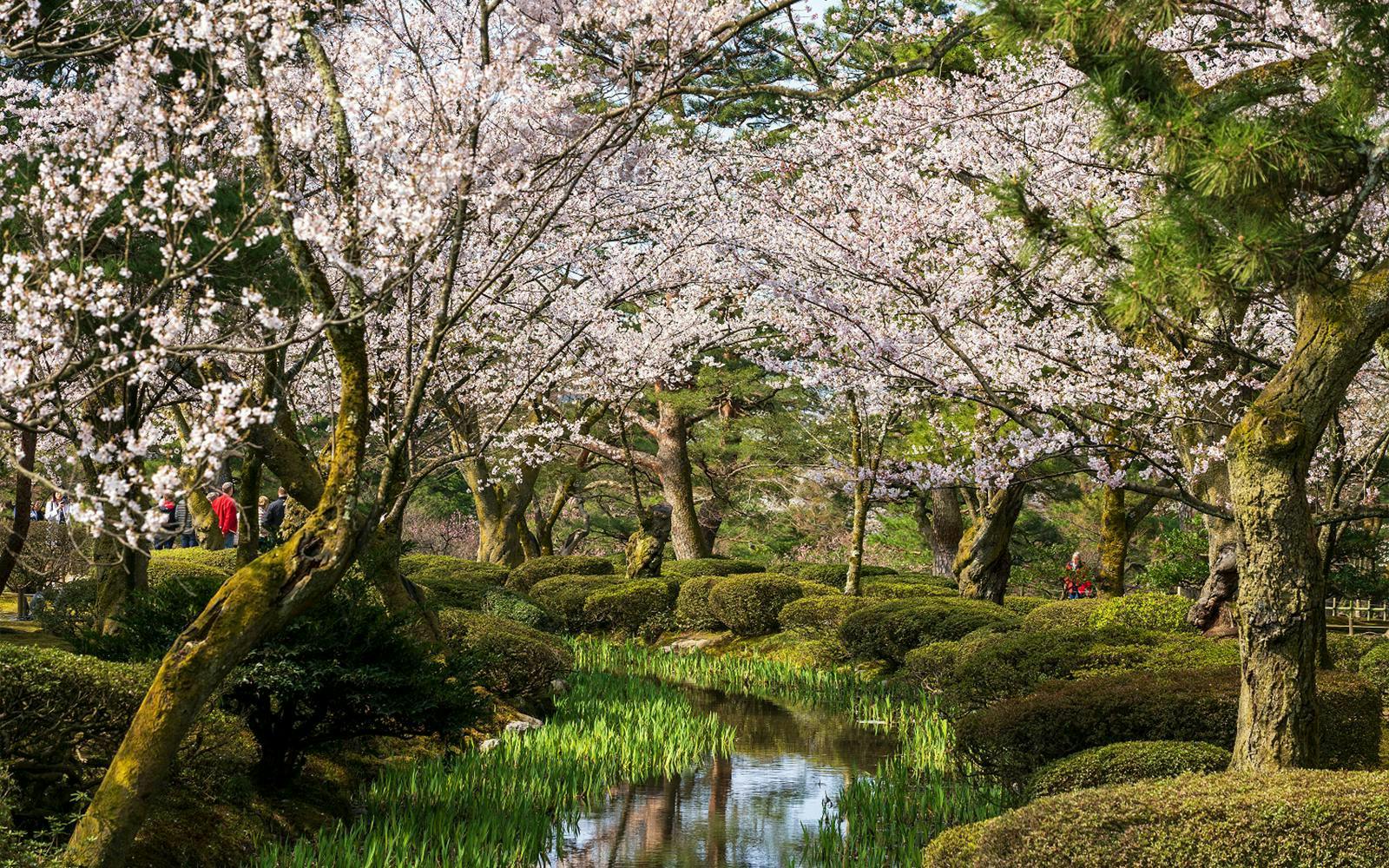 Cherry blossoms over a stream in Shirakawa-go during a day tour from Kanazawa.