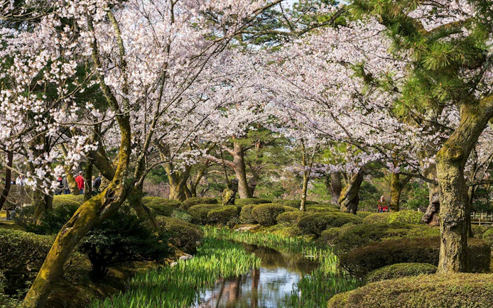 Cherry blossoms over a stream in Shirakawa-go during a day tour from Kanazawa.