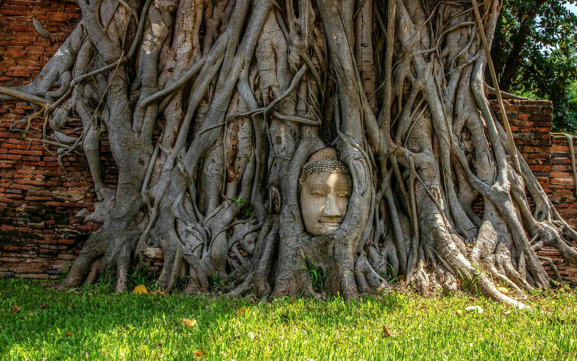 Buddha head entwined in tree roots at Ayutthaya Temples, Thailand.