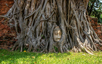 Buddha head entwined in tree roots at Ayutthaya Temples, Thailand.