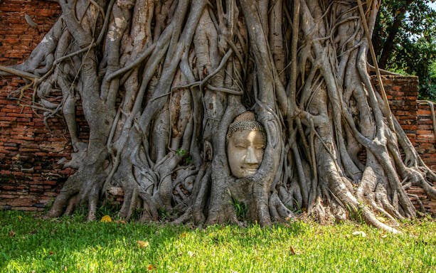 Buddha head entwined in tree roots at Ayutthaya Temples, Thailand.
