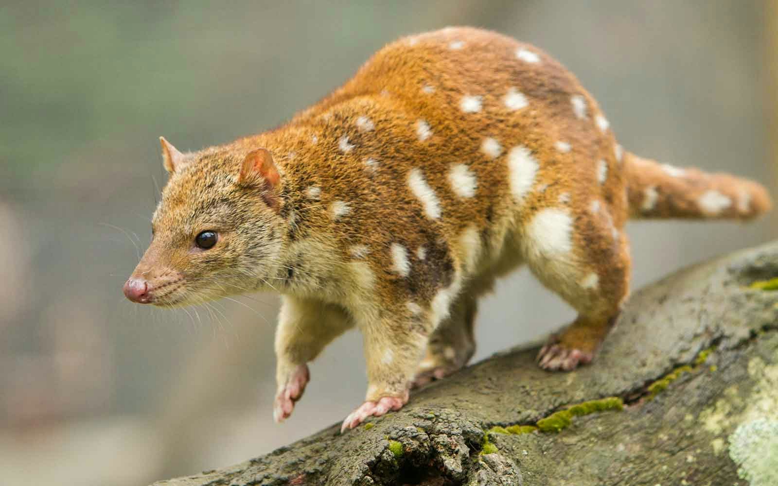 Tiger Quoll Walking on a Branch 