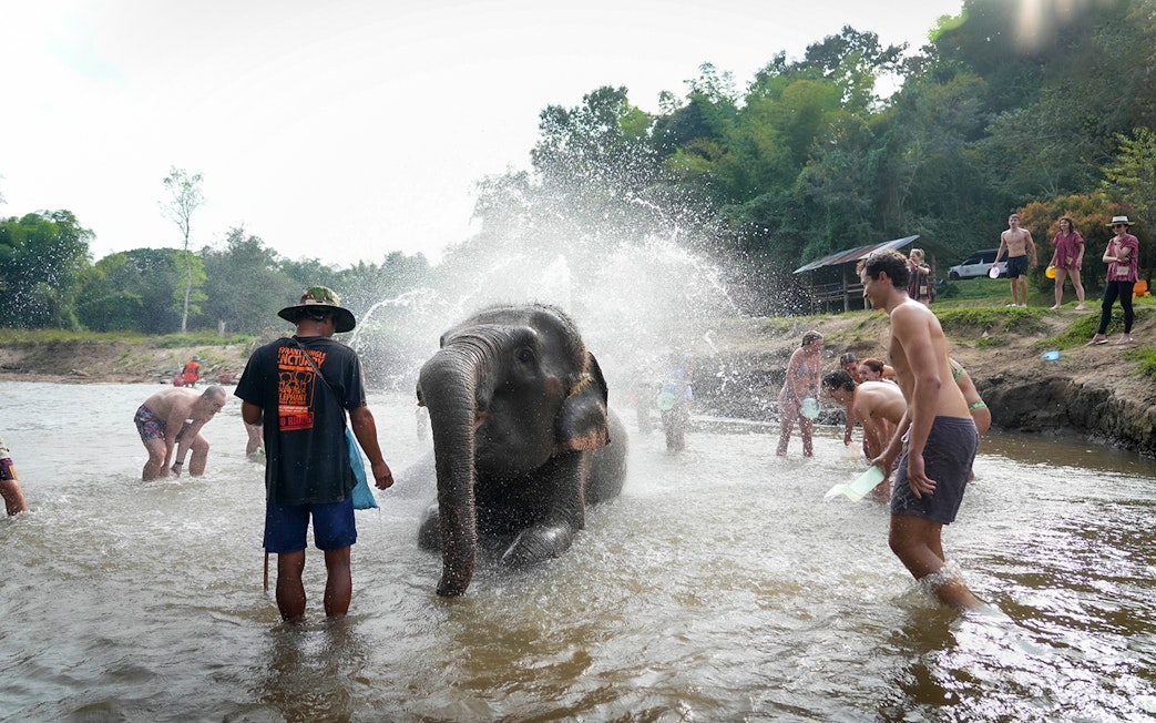 People bathing an elephant in a river, surrounded by lush greenery.