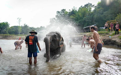 People bathing an elephant in a river, surrounded by lush greenery.