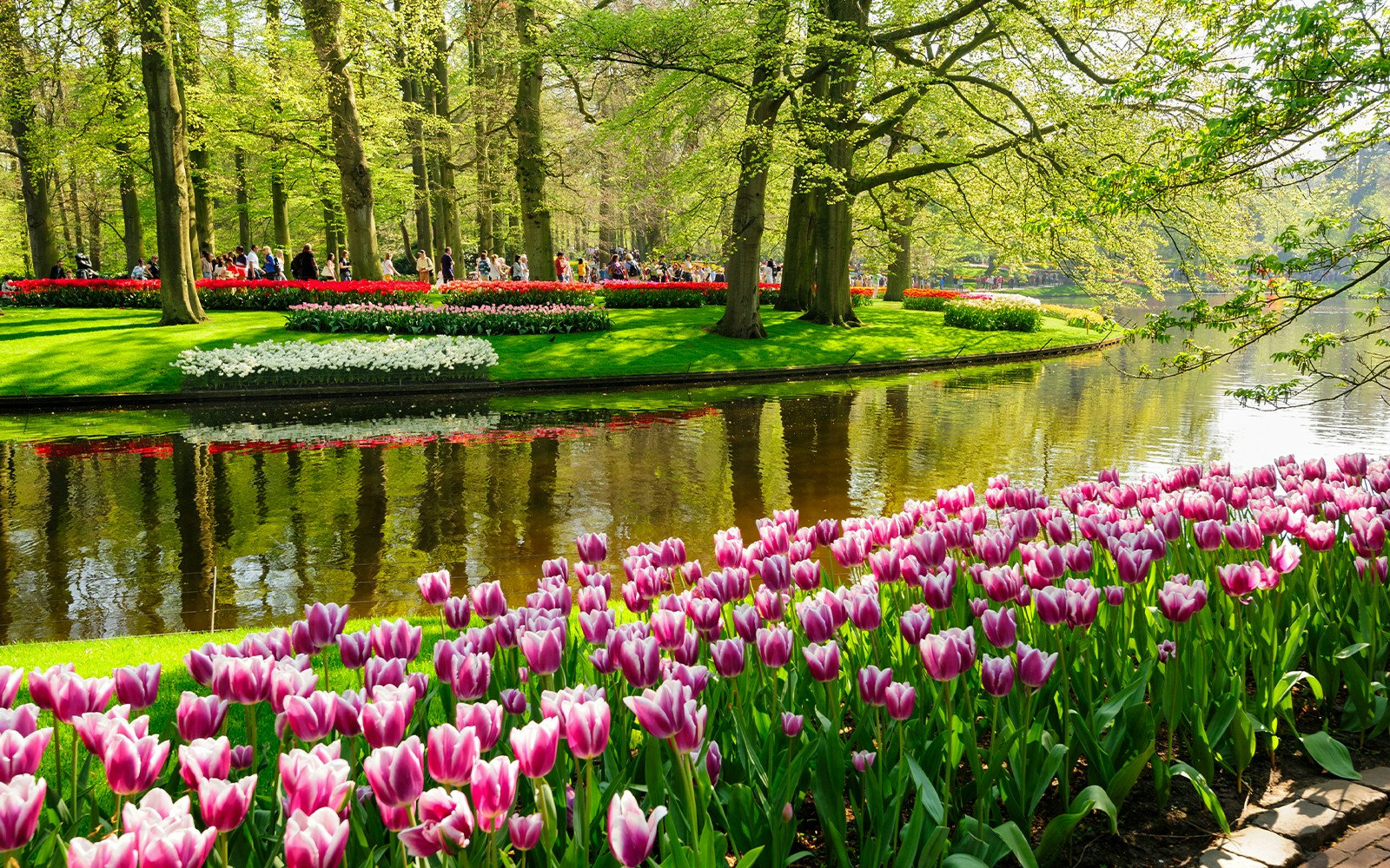 Flower beds with pink tulips by a pond in Keukenhof Gardens, Lisse, Netherlands.