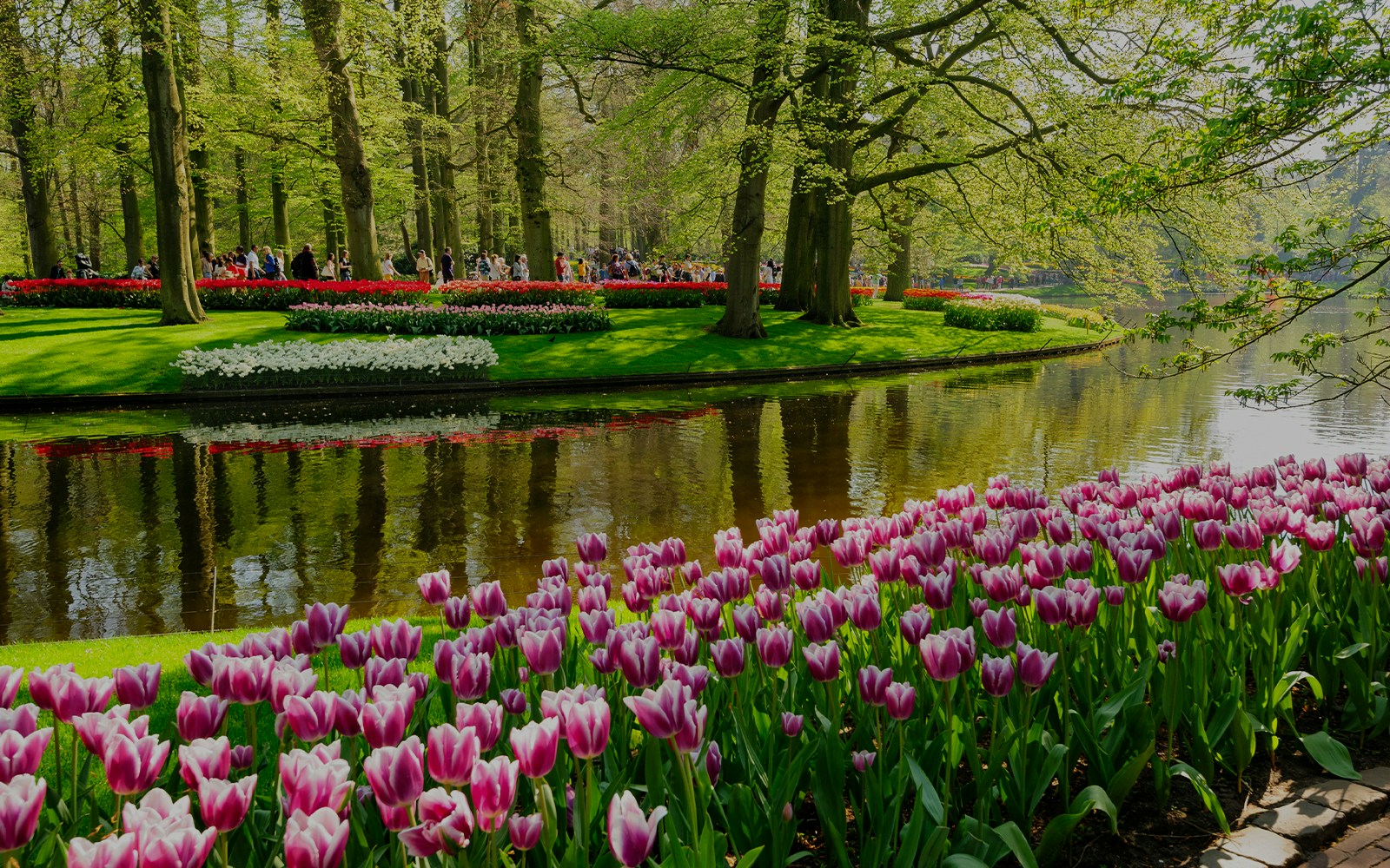 Flower beds with pink tulips by a pond in Keukenhof Gardens, Lisse, Netherlands.