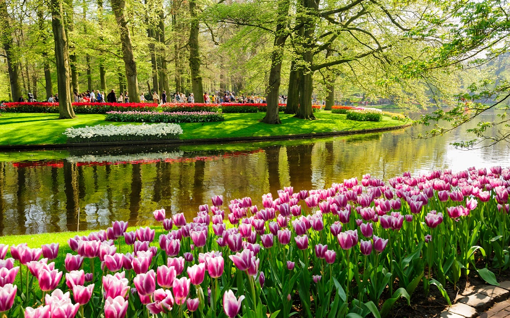 Flower beds with pink tulips by a pond in Keukenhof Gardens, Lisse, Netherlands.