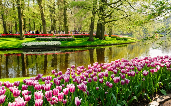 Flower beds with pink tulips by a pond in Keukenhof Gardens, Lisse, Netherlands.