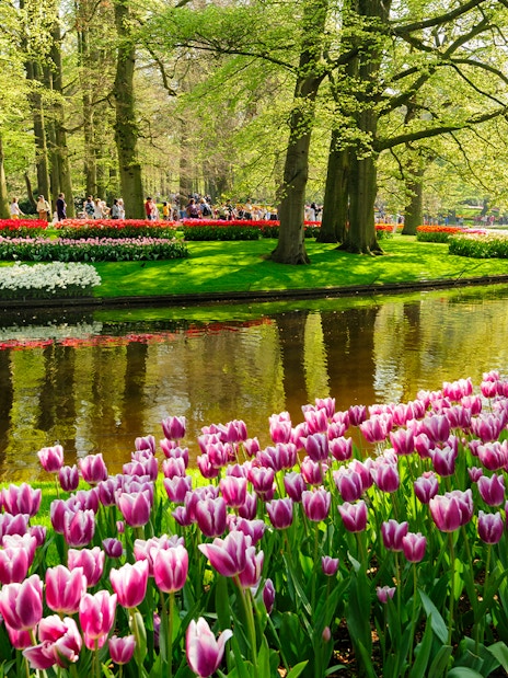 Flower beds with pink tulips by a pond in Keukenhof Gardens, Lisse, Netherlands.