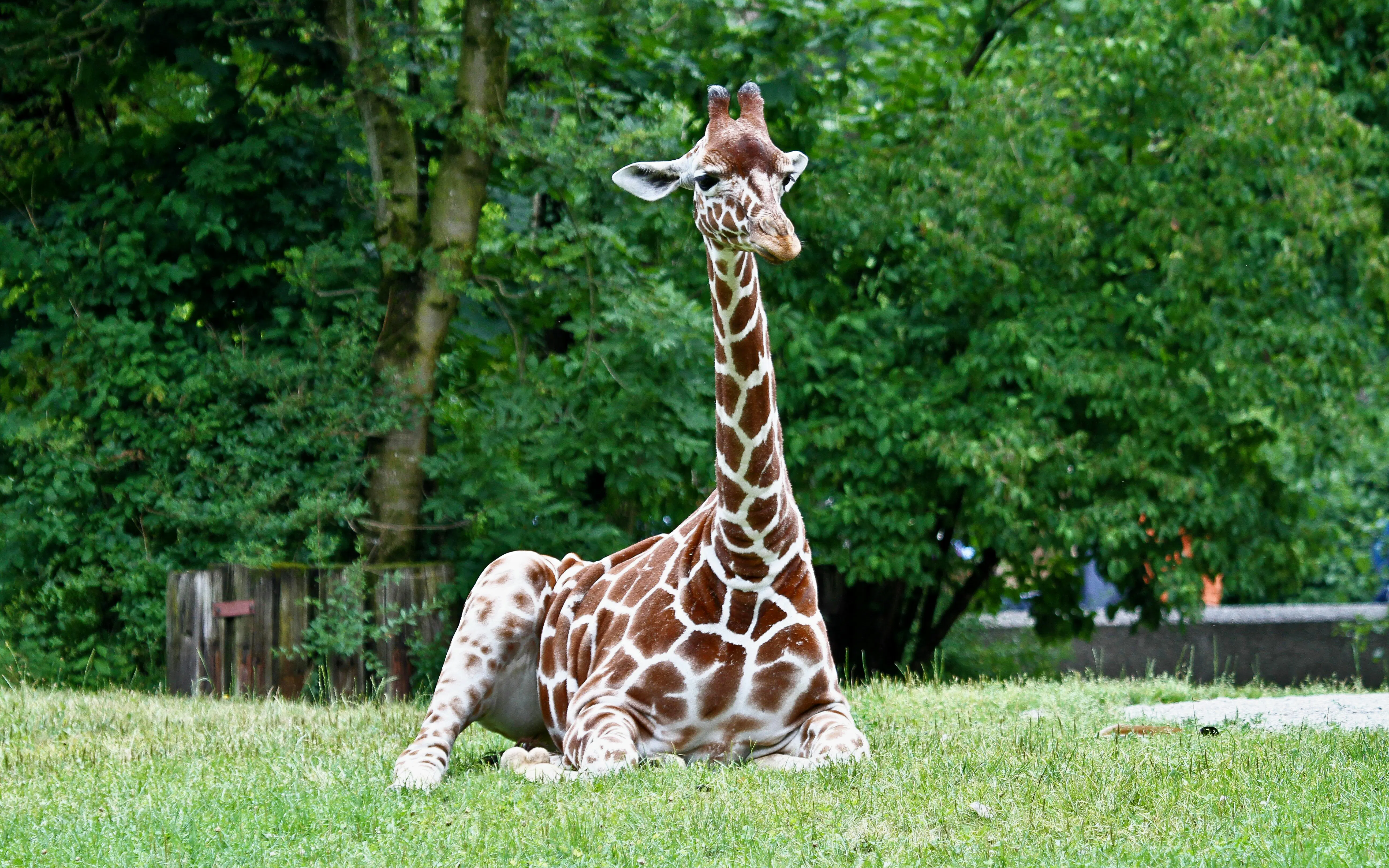 Giraffe resting on grass at Hellabrunn Zoo, surrounded by lush greenery.
