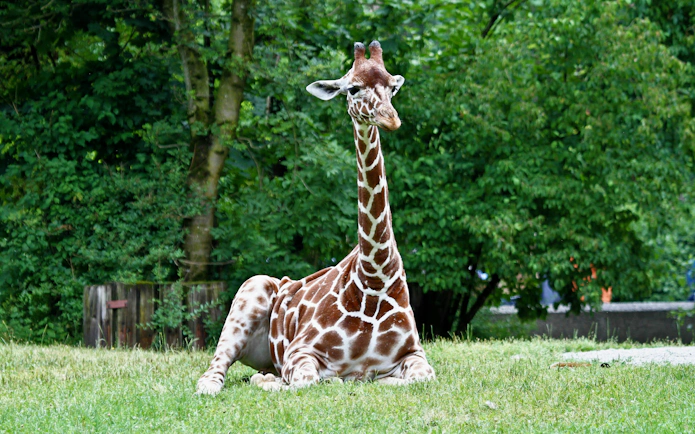 Giraffe resting on grass at Hellabrunn Zoo, surrounded by lush greenery.