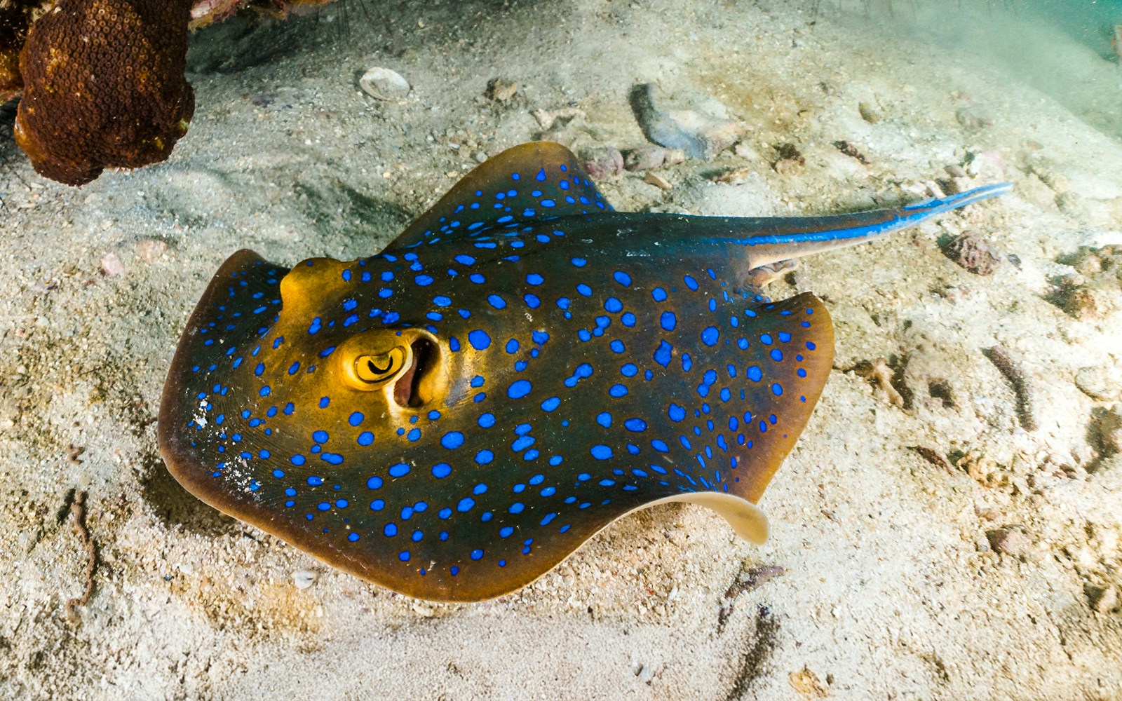 Blue-spotted stingray swimming over coral reef in clear ocean water.