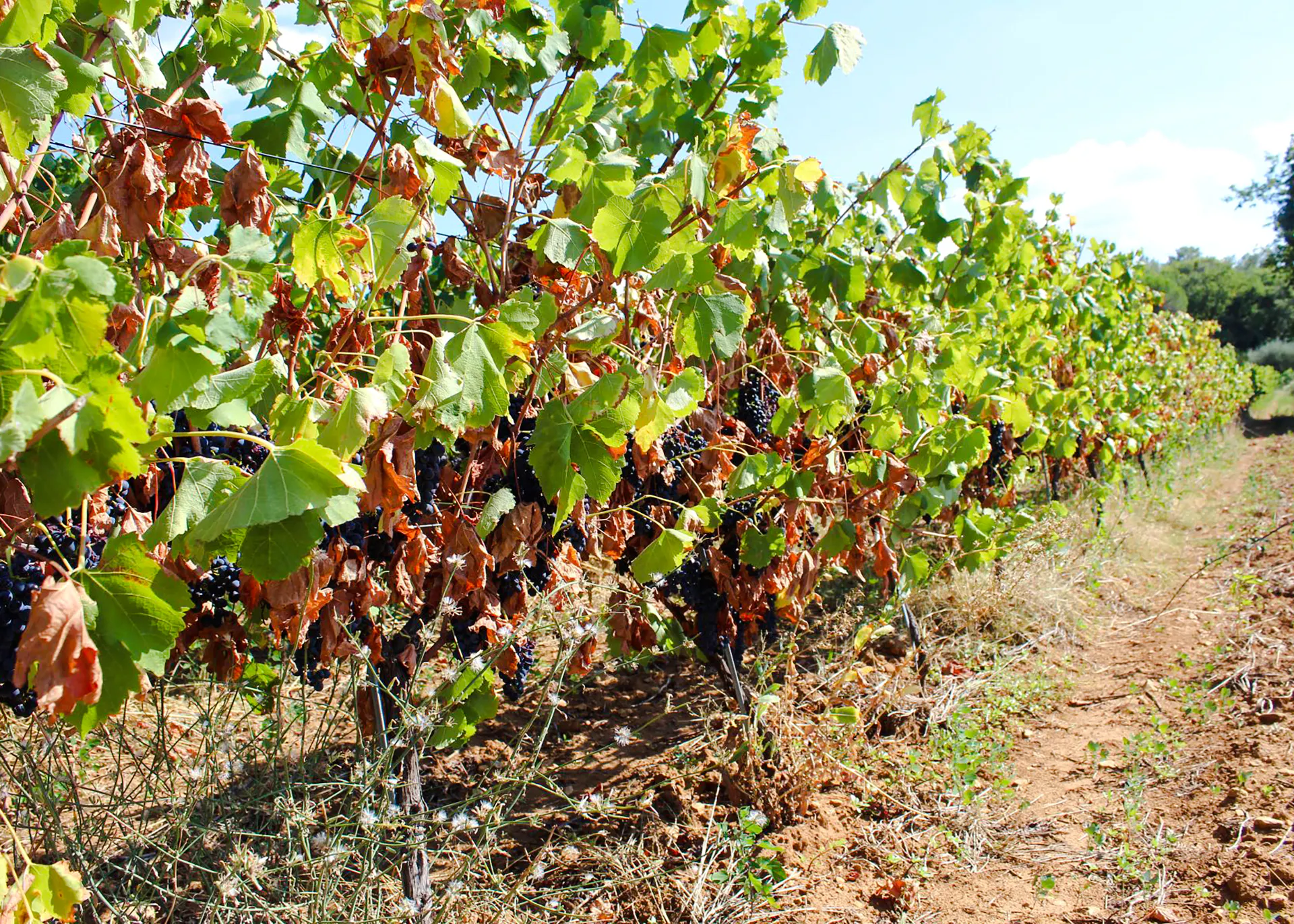 Vineyard with ripe grapes in Rio de Janeiro, part of a winery getaway tour.