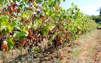 Vineyard with ripe grapes in Rio de Janeiro, part of a winery getaway tour.
