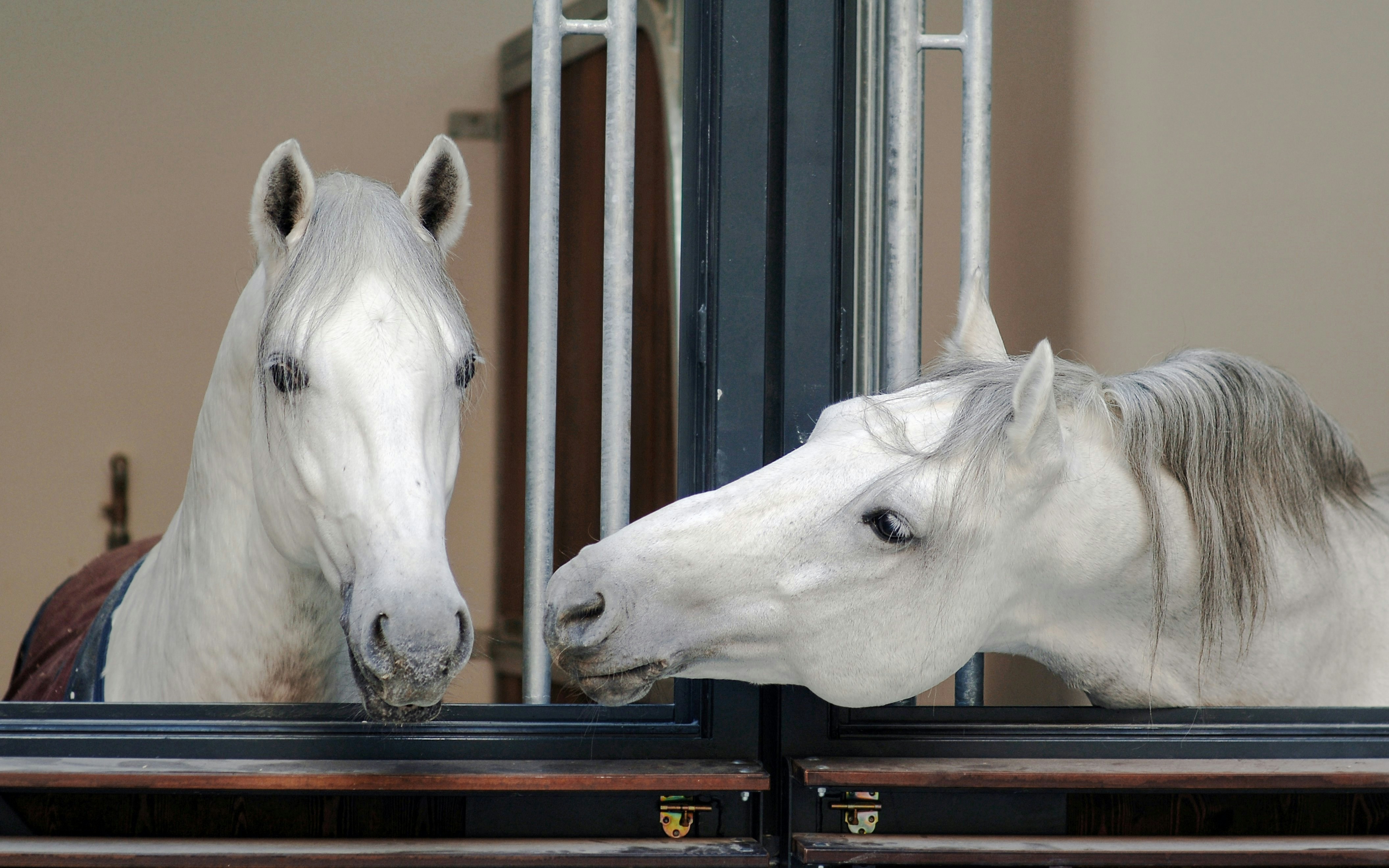 Two white horses in a stable at the Spanish Riding School, Vienna.