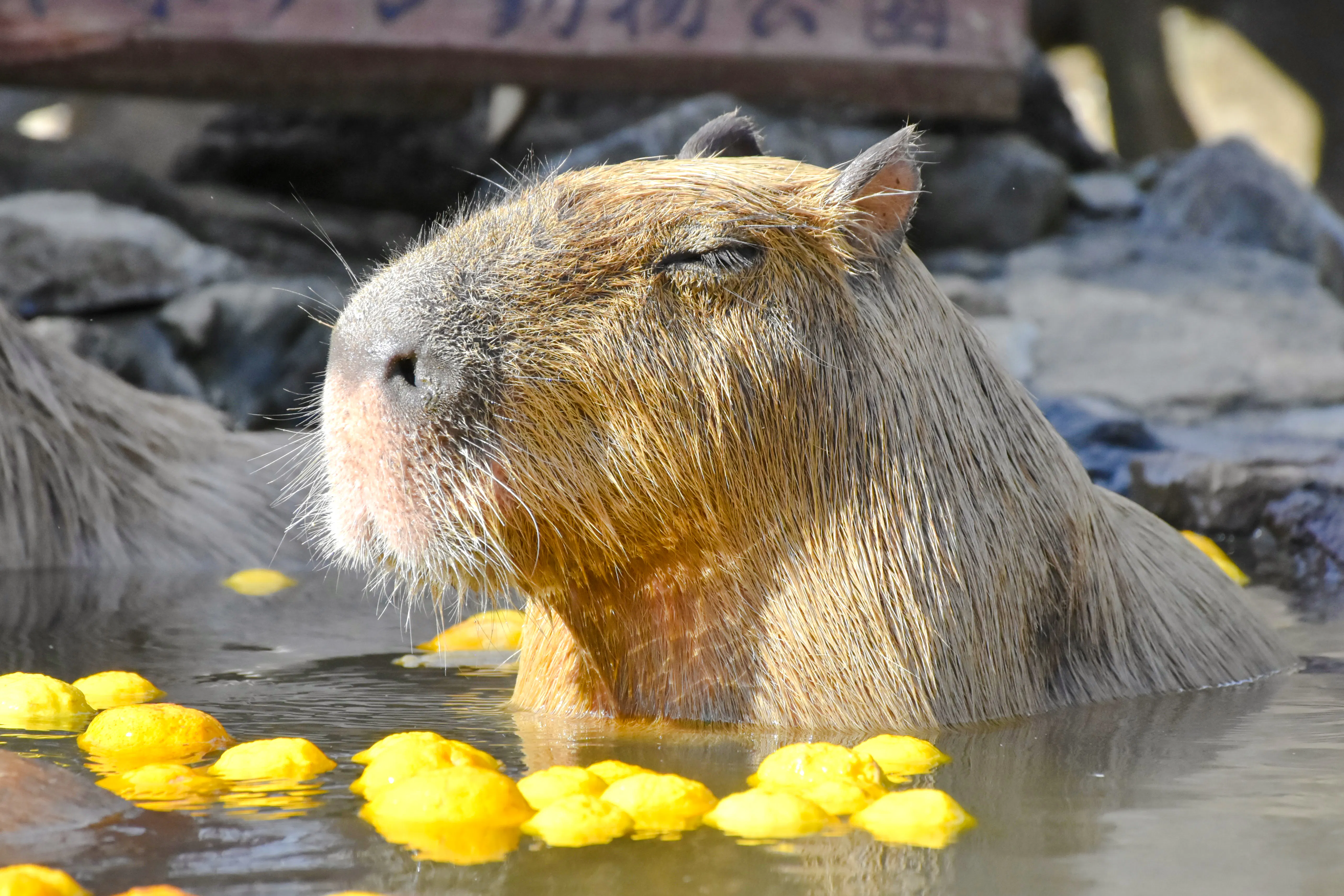 Capybara soaking in a hot spring with floating citrus at Izu Shaboten Zoo, Shizuoka.