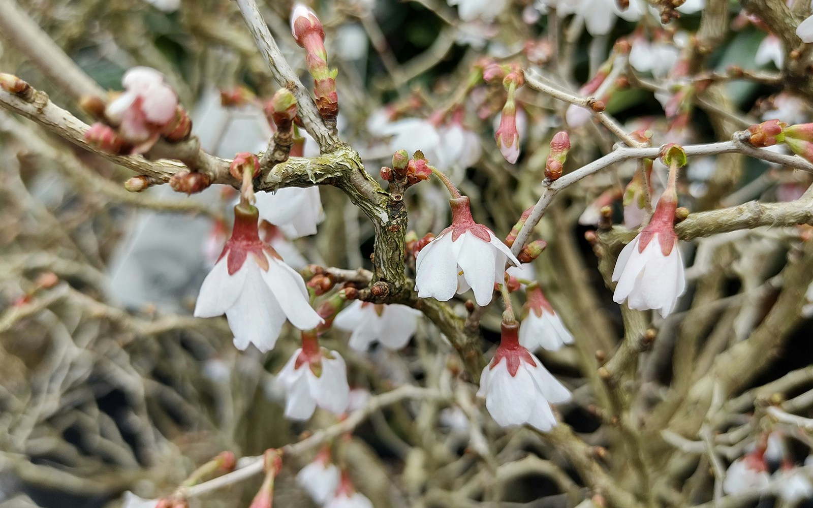 Prunus incisa 'Kojo-no-mai'
