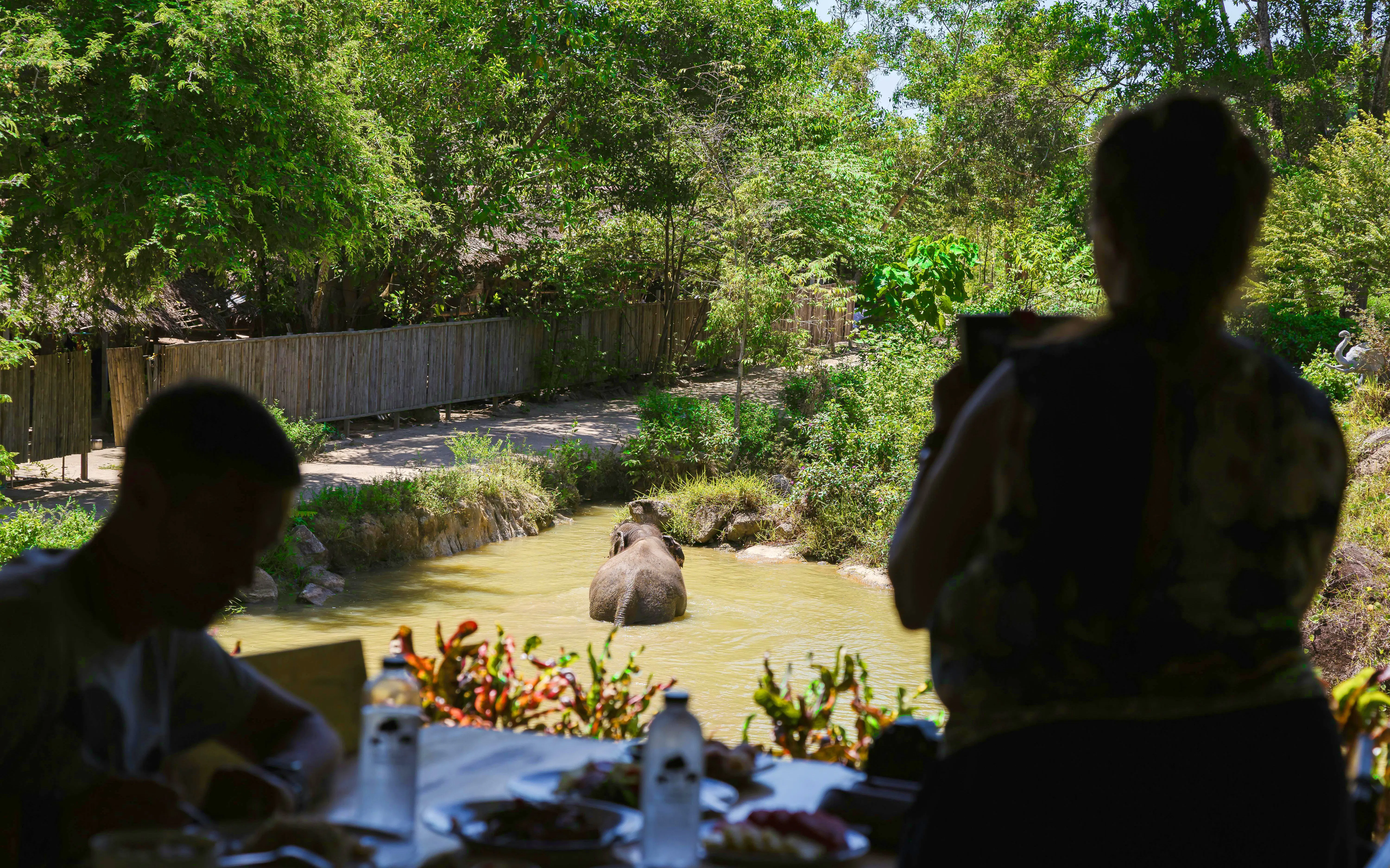 Elephant bathing in a pond at Bukit Elephant Park, viewed from a dining area.