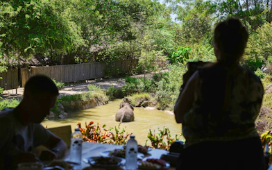 Elephant bathing in a pond at Bukit Elephant Park, viewed from a dining area.