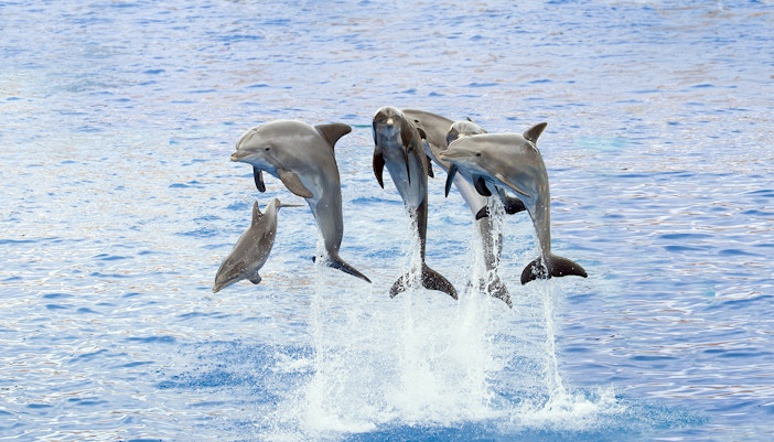 Marineland of Antibes