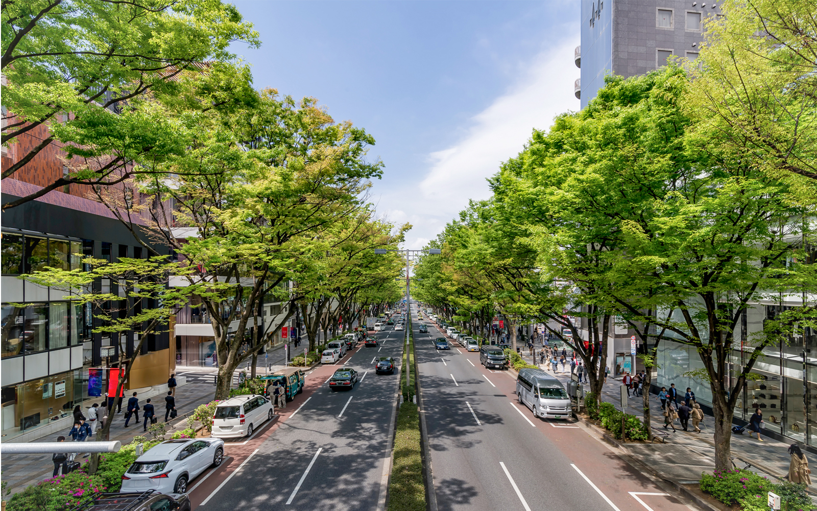 Tree-lined Omotesando Avenue in Tokyo, Japan, with cars and pedestrians.