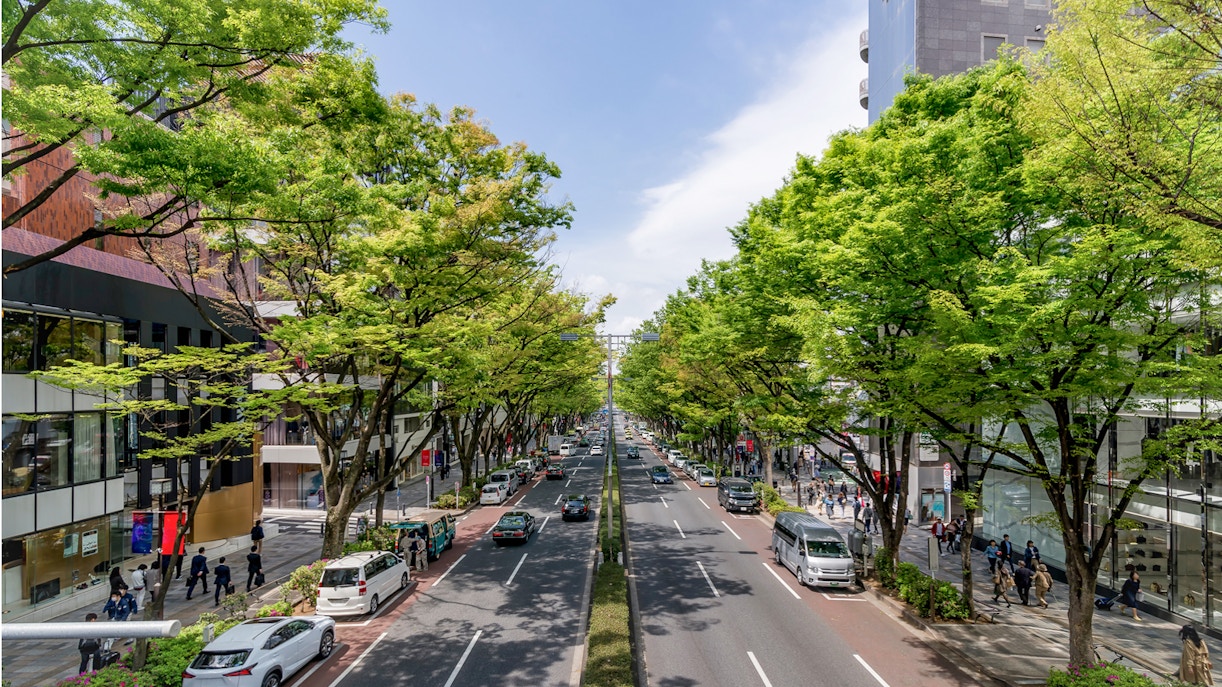 Tree-lined Omotesando Avenue in Tokyo, Japan, with cars and pedestrians.