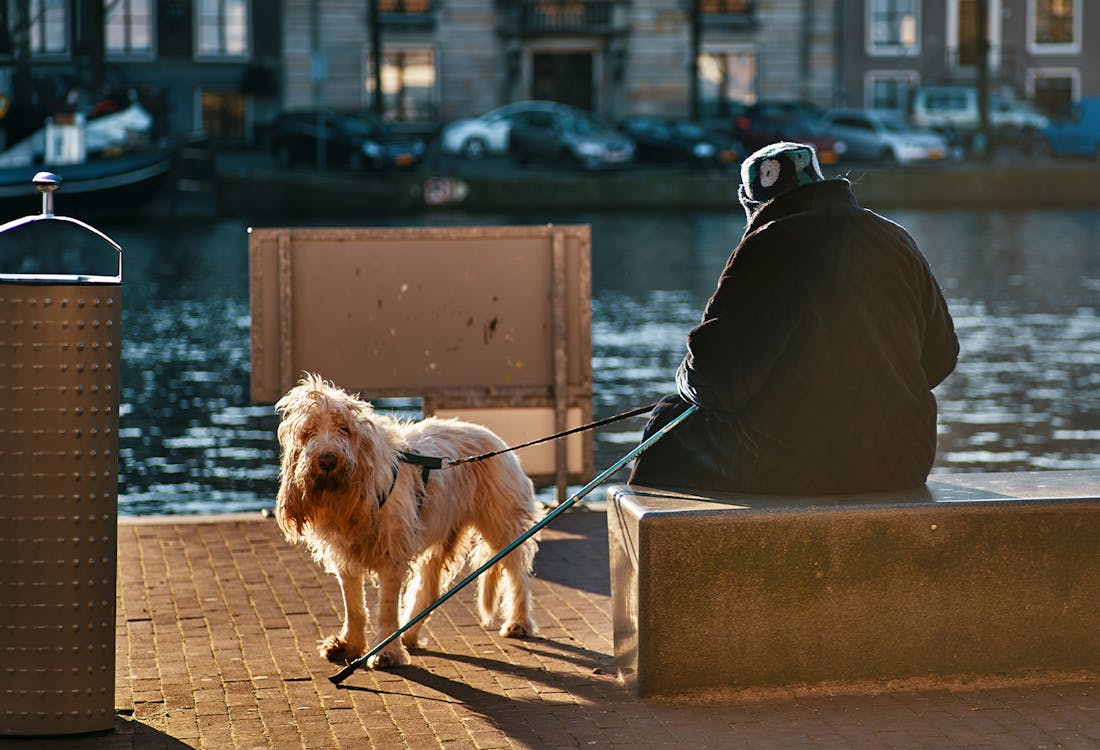 Amsterdam Dogs