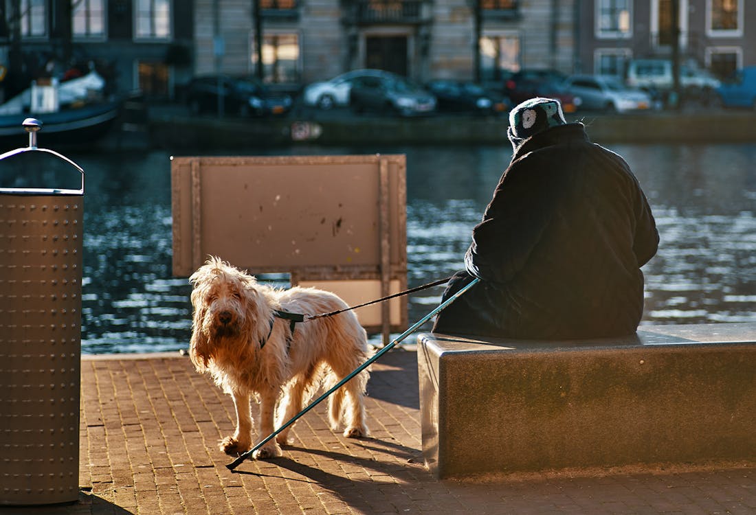 Amsterdam Dogs	