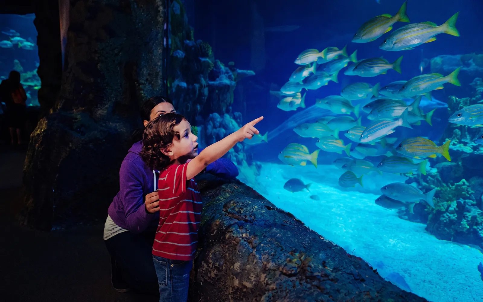 Child pointing at fish in Sea Harbor exhibit at Sea Life New Jersey.