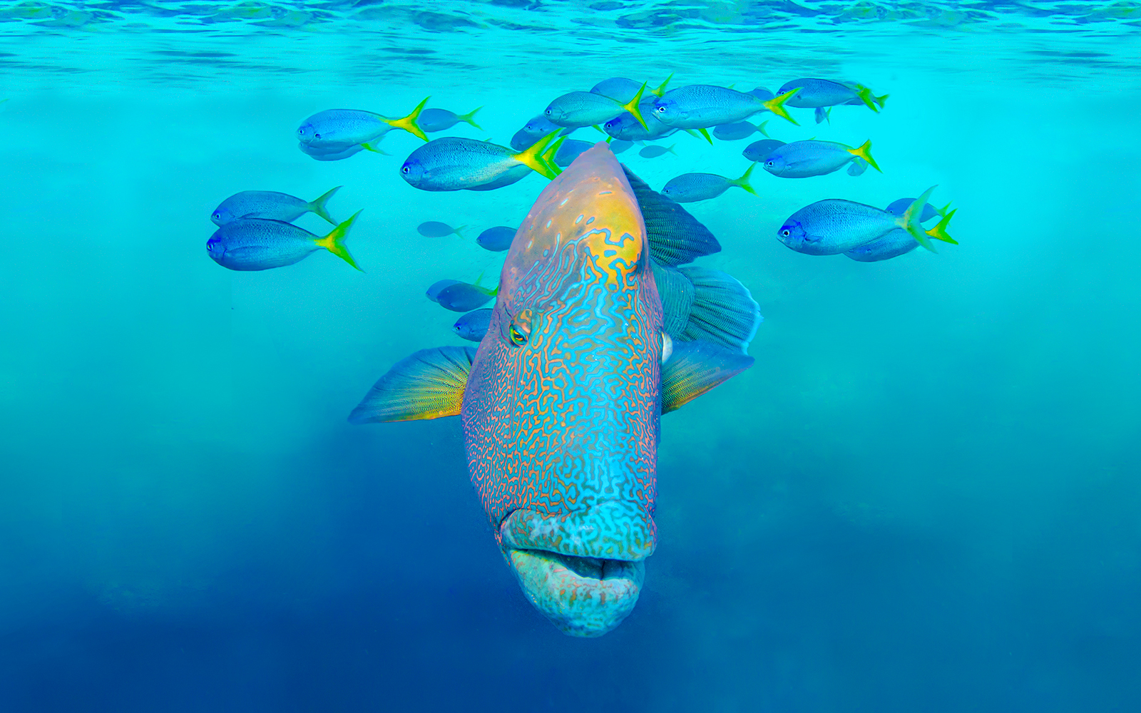 Humphead Wrasse swimming with fish, Great Barrier Reef, Whitsundays.