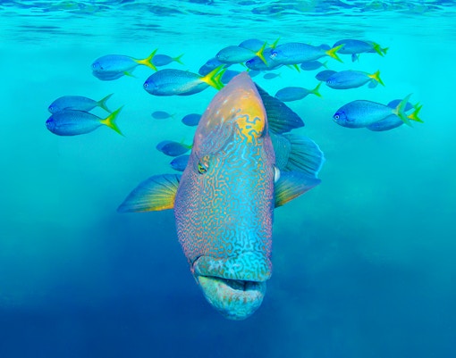 Humphead Wrasse swimming with fish, Great Barrier Reef, Whitsundays.
