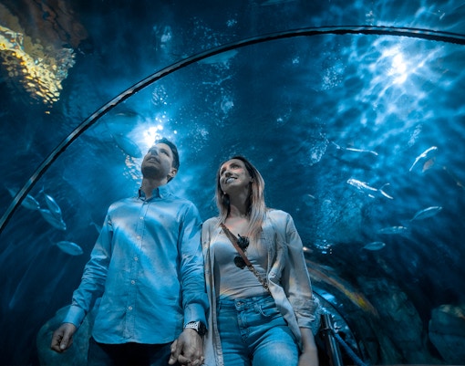 Couple observing marine life at Oceanogràfic Valencia aquarium.