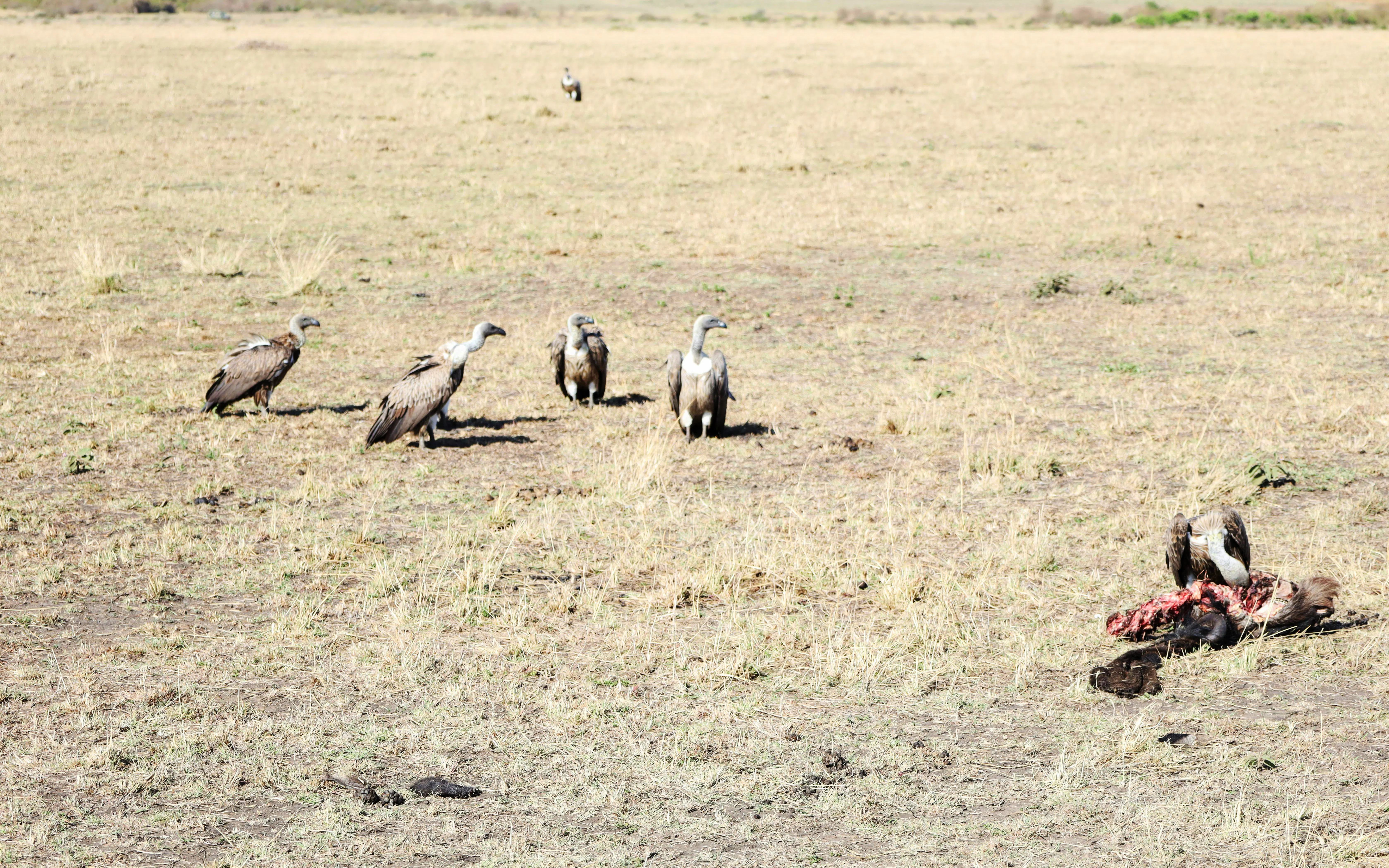 Vultures feeding on a carcass in the Masai Mara savannah.