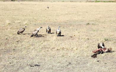 Vultures feeding on a carcass in the Masai Mara savannah.