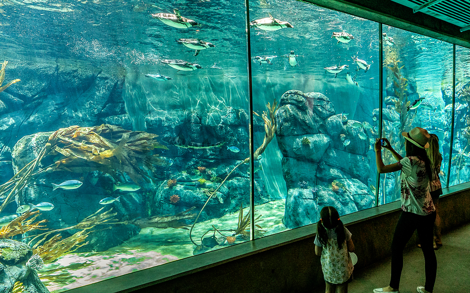Visitors viewing penguins swimming in an aquarium at San Diego Zoo.