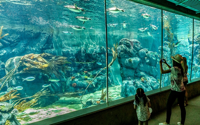 Visitors viewing penguins swimming in an aquarium at San Diego Zoo.