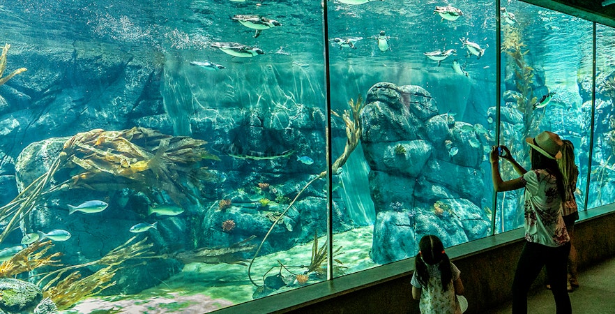 Visitors viewing penguins swimming in an aquarium at San Diego Zoo.