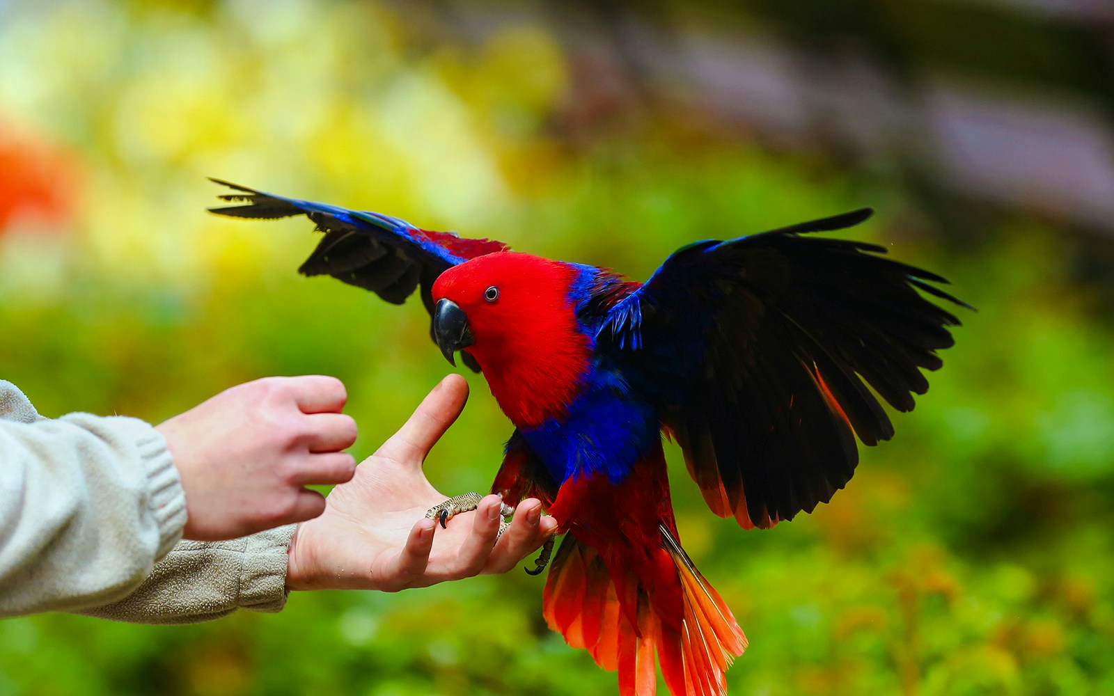 Eclectus parrot landing on a person's hand in a lush green setting.