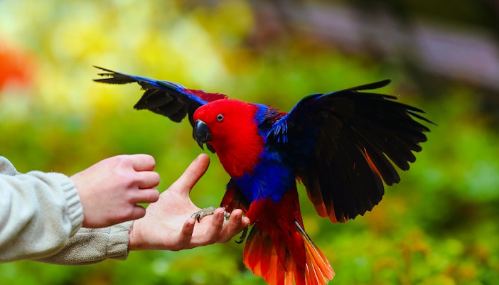 Parrots